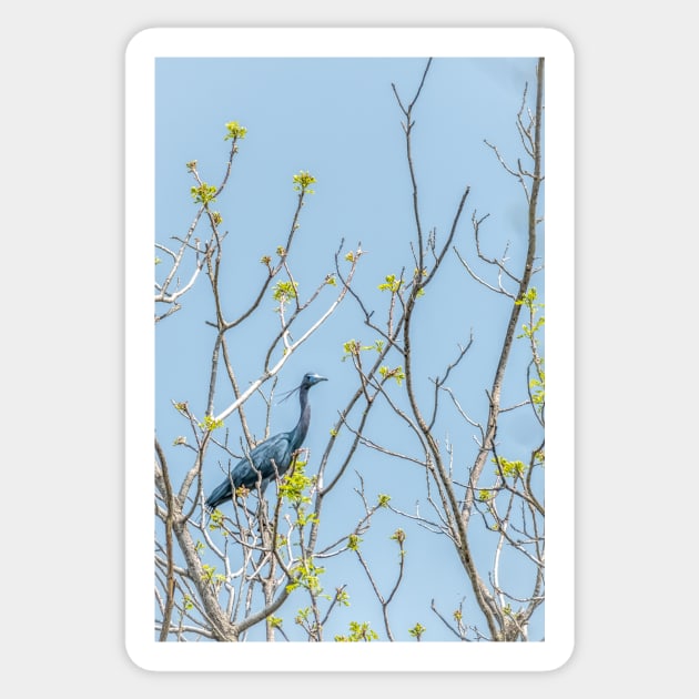 Little Blue Heron in the Treetop Sticker by Debra Martz